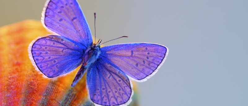 Все о бабочках в Брянске | ЗооТом портал о животных