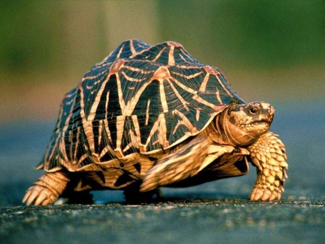 Все о черепахах в Брянске | ЗооТом портал о животных