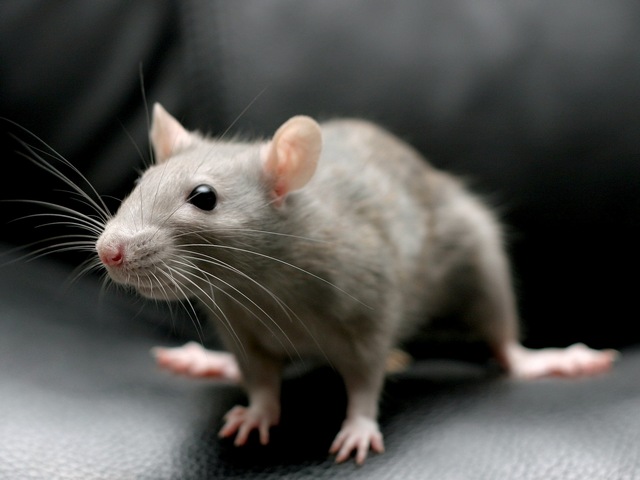Все о крысах в Брянске | ЗооТом портал о животных