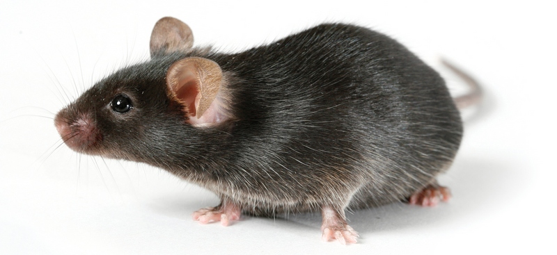 Все о крысах в Брянске | ЗооТом портал о животных