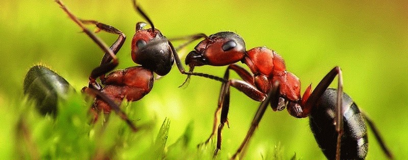 Все о муравьях в Брянске | ЗооТом портал о животных