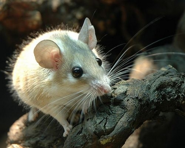 Все о мышах в Брянске | ЗооТом - продажа, вязка и услуги для животных в Брянске
