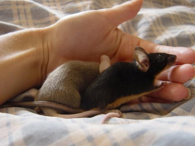 Все о мышах в Брянске | ЗооТом - продажа, вязка и услуги для животных в Брянске