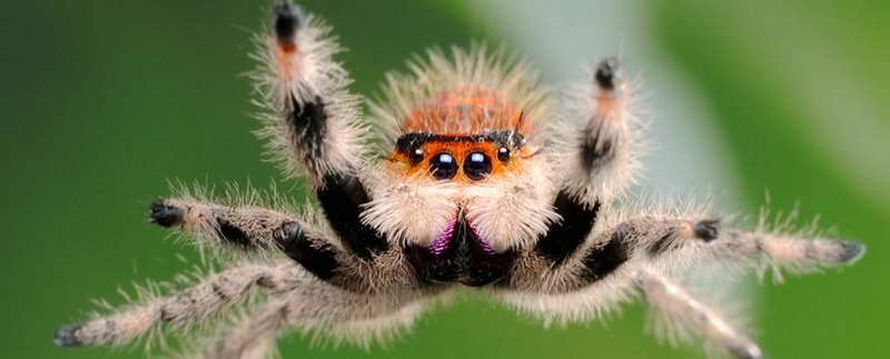 Все о пауках в Брянске | ЗооТом портал о животных