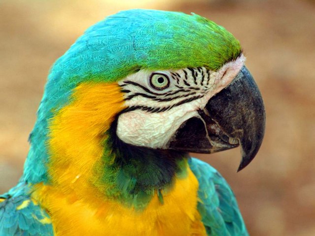 Все о попугаях в Брянске | ЗооТом портал о животных