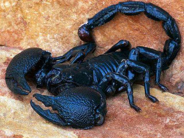 Все о скорпионах в Брянске | ЗооТом портал о животных