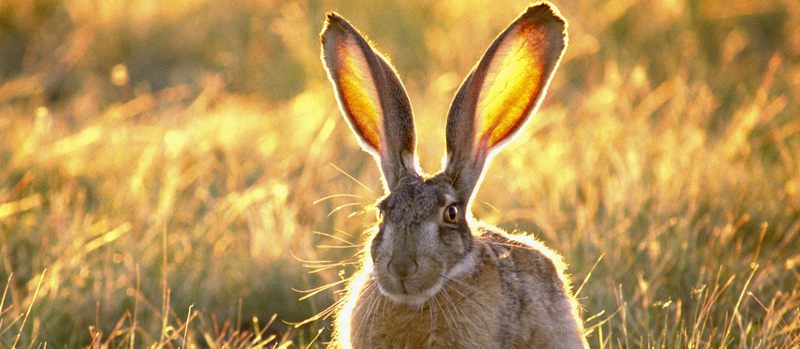 Все о зайцах | ЗооТом - продажа, вязка и услуги для животных в Брянске