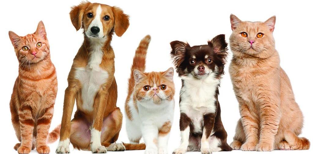 Доска объявлений о животных | ЗооТом - продажа, вязка и услуги для животных в Брянске