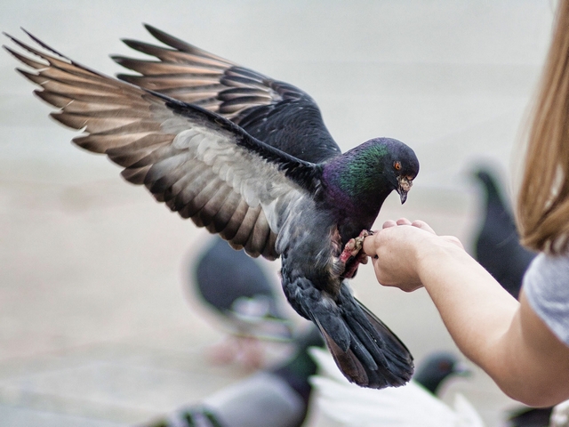 Все о голубях | ЗооТом - продажа, вязка и услуги для животных в Брянске