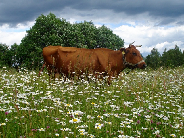 Все о коровах в Брянске | ЗооТом портал о животных