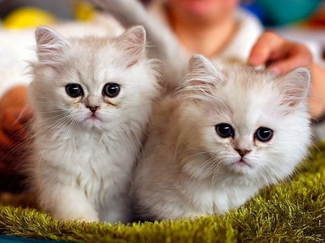 Породы кошек в Брянске | ЗооТом портал о животных