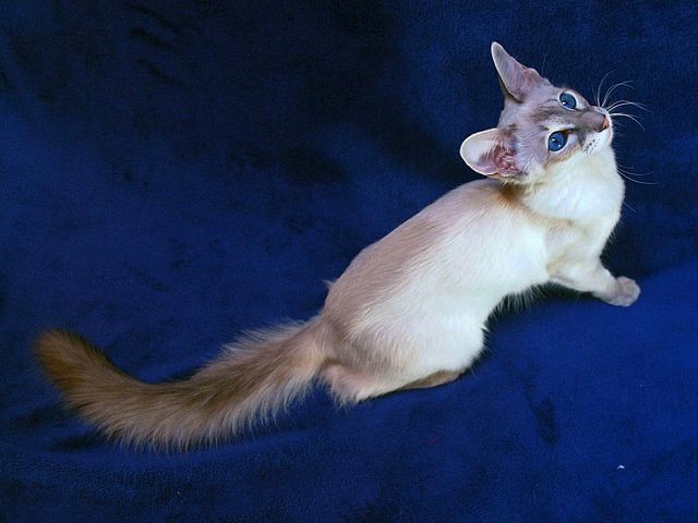 Выведенные породы кошек в Брянске | ЗооТом портал о животных