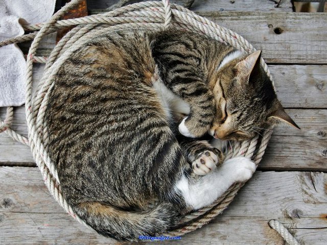 Все о кошках в Брянске | ЗооТом портал о животных