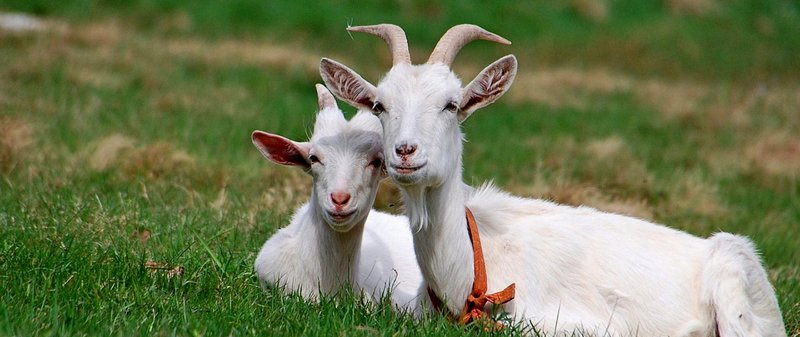 Все о козах в Брянске | ЗооТом портал о животных