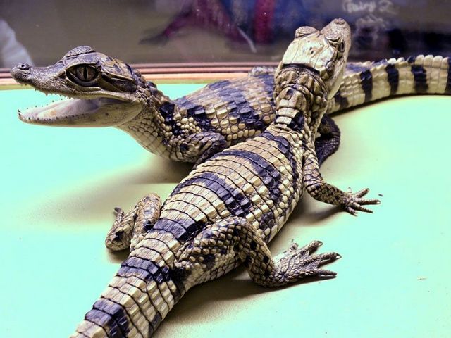 Все о крокодилах в Брянске | ЗооТом портал о животных