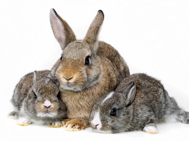 Все о кроликах в Брянске | ЗооТом портал о животных