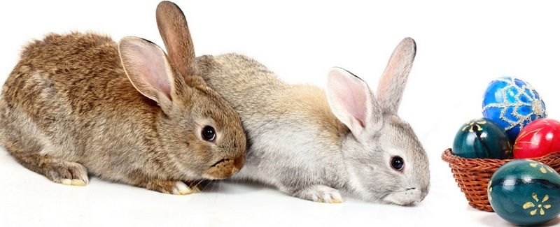 Все о кроликах в Брянске | ЗооТом портал о животных