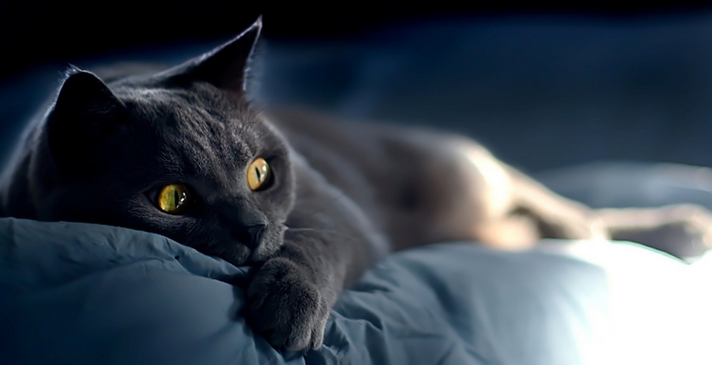 Объявления о кошках | ЗооТом - продажа, вязка и услуги для животных в Брянске