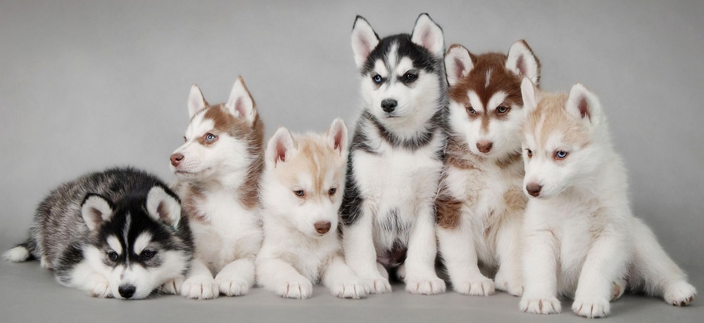 Объявления о собаках | ЗооТом - продажа, вязка и услуги для животных в Брянске