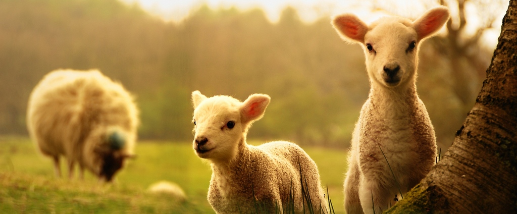 Объявления о сельскохозяйственных животных | ЗооТом - продажа, вязка и услуги для животных в Брянске
