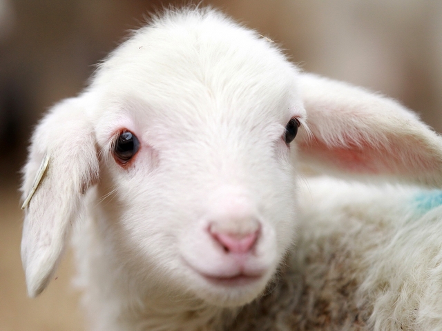 Овцы и бараны в Брянске | ЗооТом портал о животных