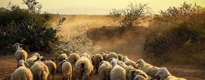 Все об овцах в Брянске | ЗооТом портал о животных