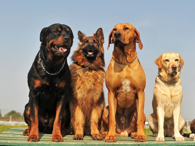 Крупные породы собак в Брянске | ЗооТом портал о животных