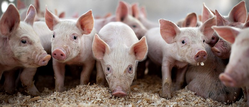 Все о свиньях в Брянске | ЗооТом портал о животных