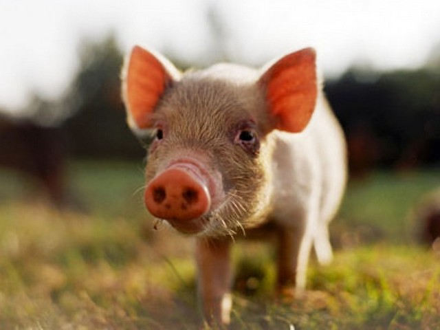 Все о свиньях в Брянске | ЗооТом портал о животных